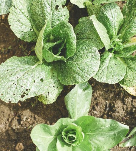 Close-up of green leafy vegetables growing in soil with visible texture and details.