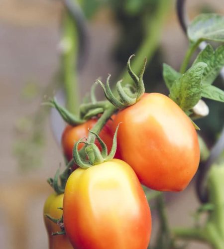 Cluster of ripe tomatoes with a mix of red and orange colors growing on a vine.
